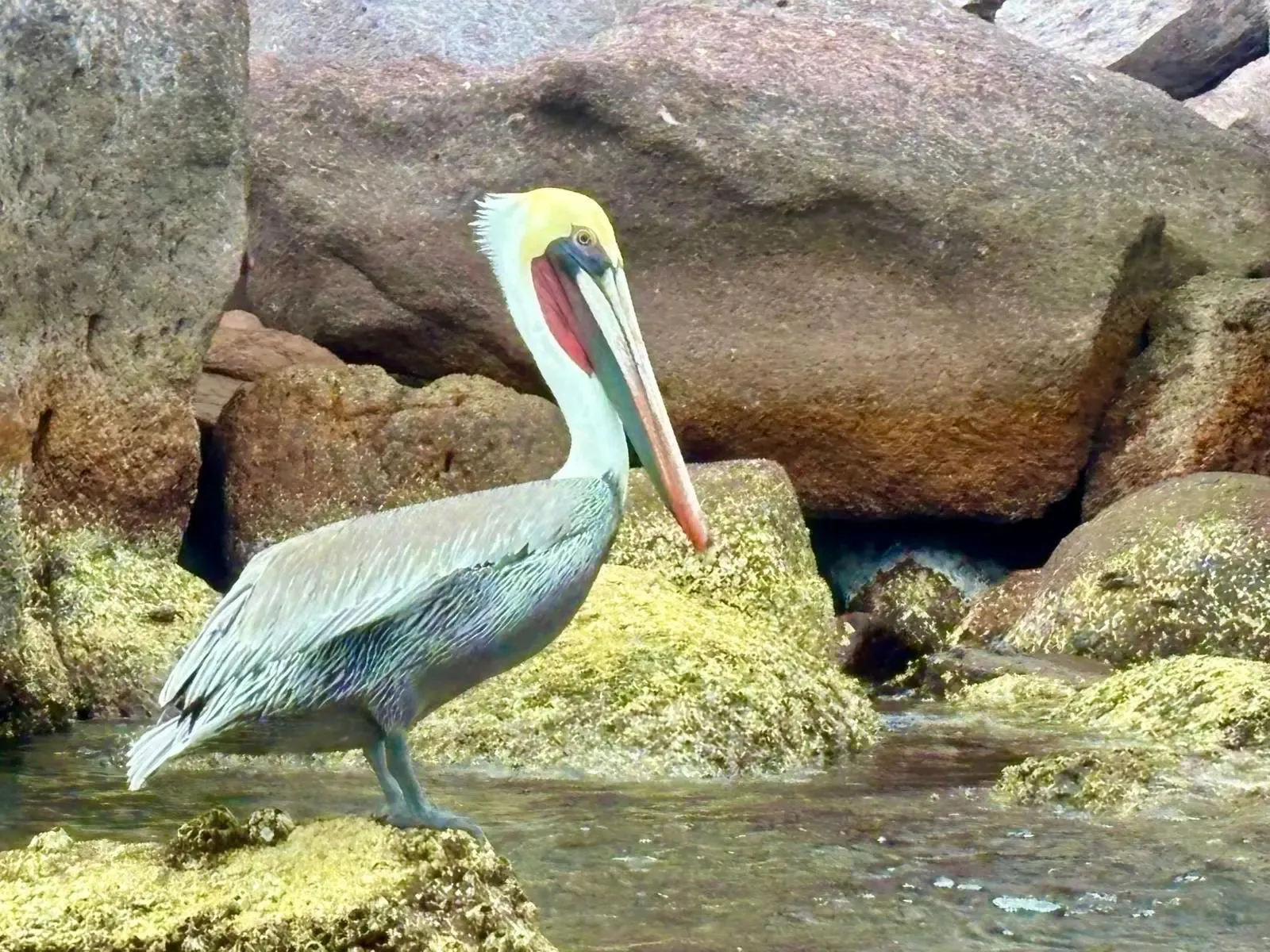 Pelícano pardo posado sobre las rocas a la orilla del mar